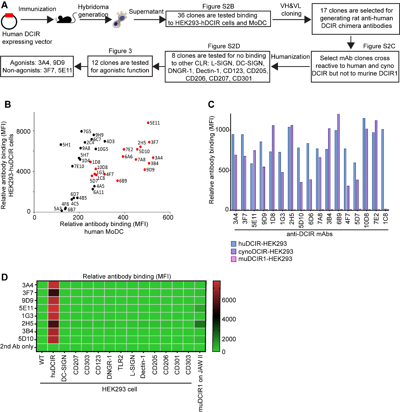 Agonistic anti-DCIR antibody inhibits ITAM-mediated inflammatory signaling and promotes immune resolution